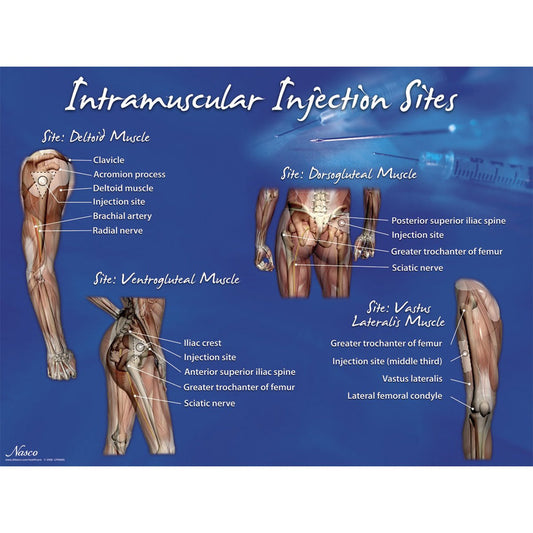 Intramuscular Injection Sites Set By LifeForm