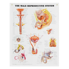 Load image into Gallery viewer, Peter Bachin Anatomical Systems Chart Set by Nasco
