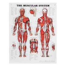 Load image into Gallery viewer, Peter Bachin Anatomical Systems Chart Set by Nasco
