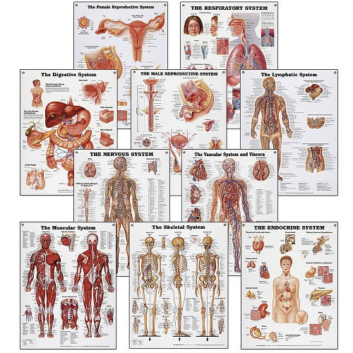 Peter Bachin Anatomical Systems Chart Set by Nasco