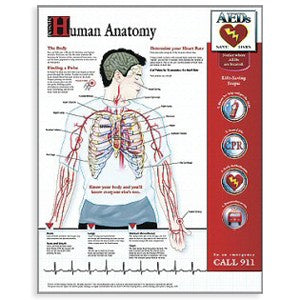 Wall Poster-Rescue Anatomy