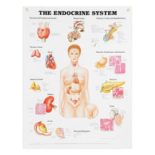 Load image into Gallery viewer, Peter Bachin Anatomical Systems Chart Set by Nasco
