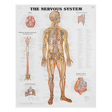Load image into Gallery viewer, Peter Bachin Anatomical Systems Chart Set by Nasco
