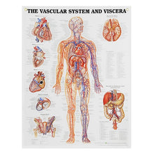Load image into Gallery viewer, Peter Bachin Anatomical Systems Chart Set by Nasco
