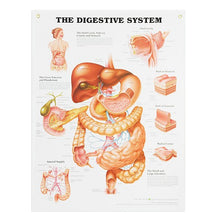 Load image into Gallery viewer, Peter Bachin Anatomical Systems Chart Set by Nasco
