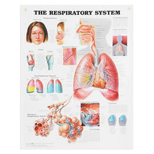 Load image into Gallery viewer, Peter Bachin Anatomical Systems Chart Set by Nasco

