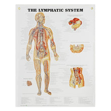 Load image into Gallery viewer, Peter Bachin Anatomical Systems Chart Set by Nasco

